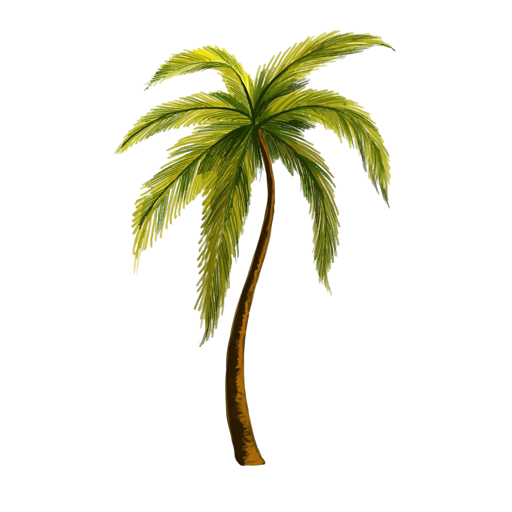 Illustration of a palm tree.